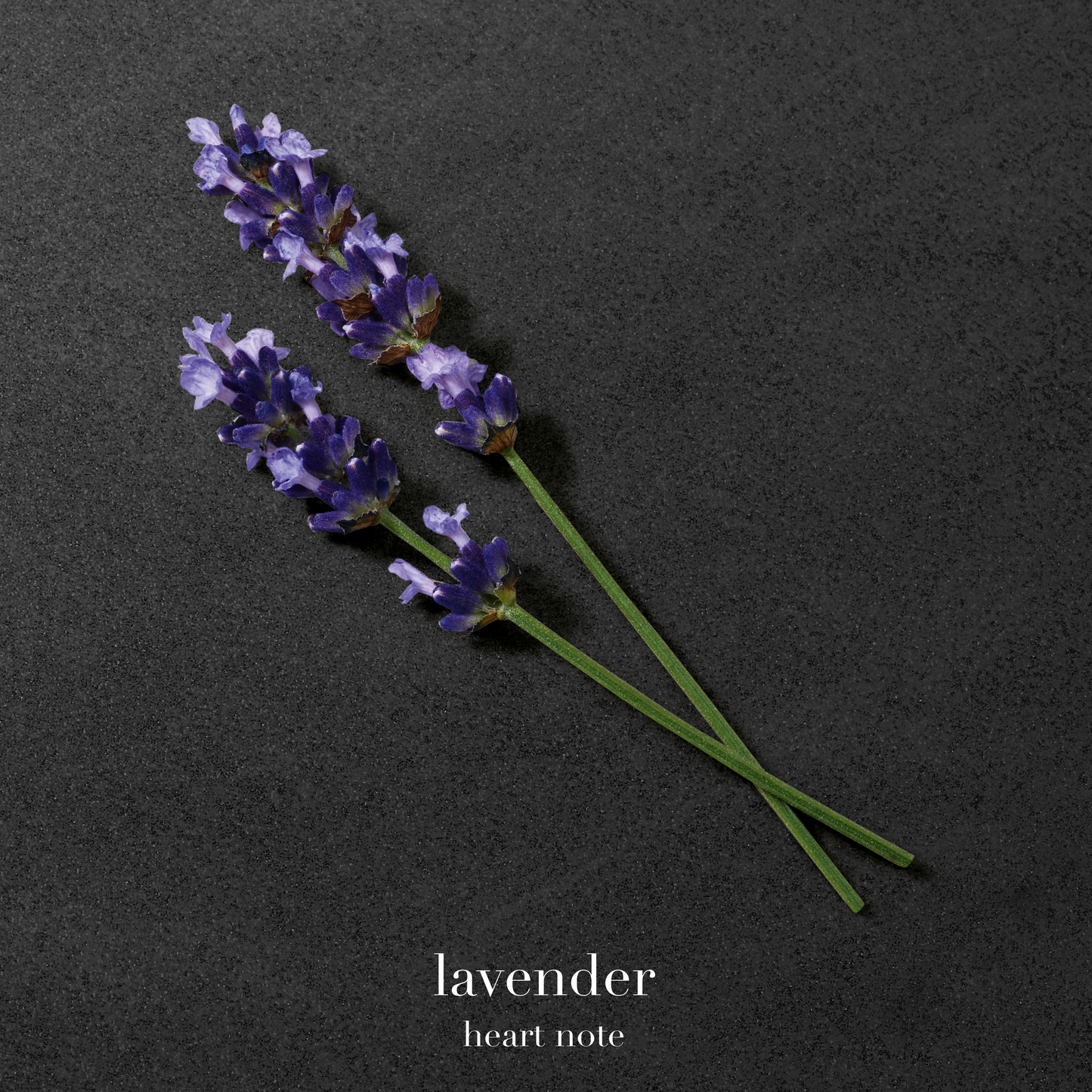 Parfum Homme Stronger With You Absolutely Boisé Ambré Rhum Vanille Cèdre